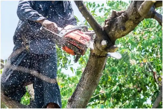 tree services Chiloquin
